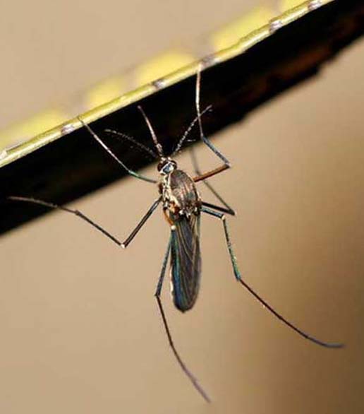 淡色库蚊（污水型）