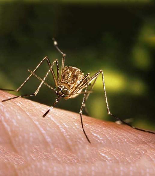 中华按蚊（稻田型）